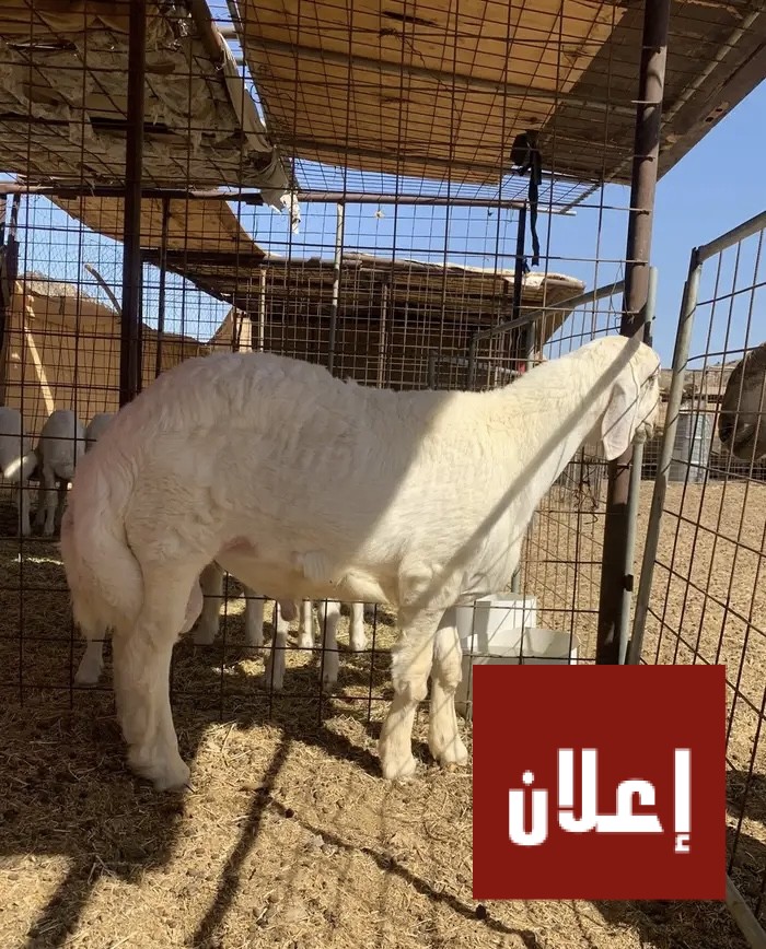 مشروع فحل حري صنف ابوه من حلال الطايف