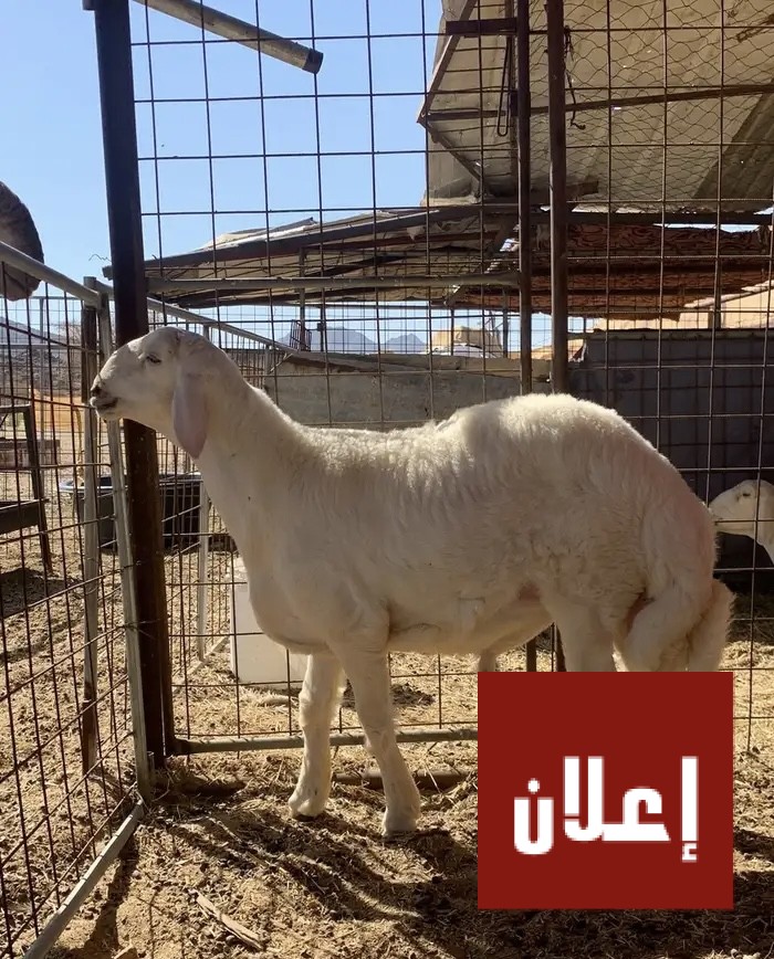 مشروع فحل حري صنف ابوه من حلال الطايف