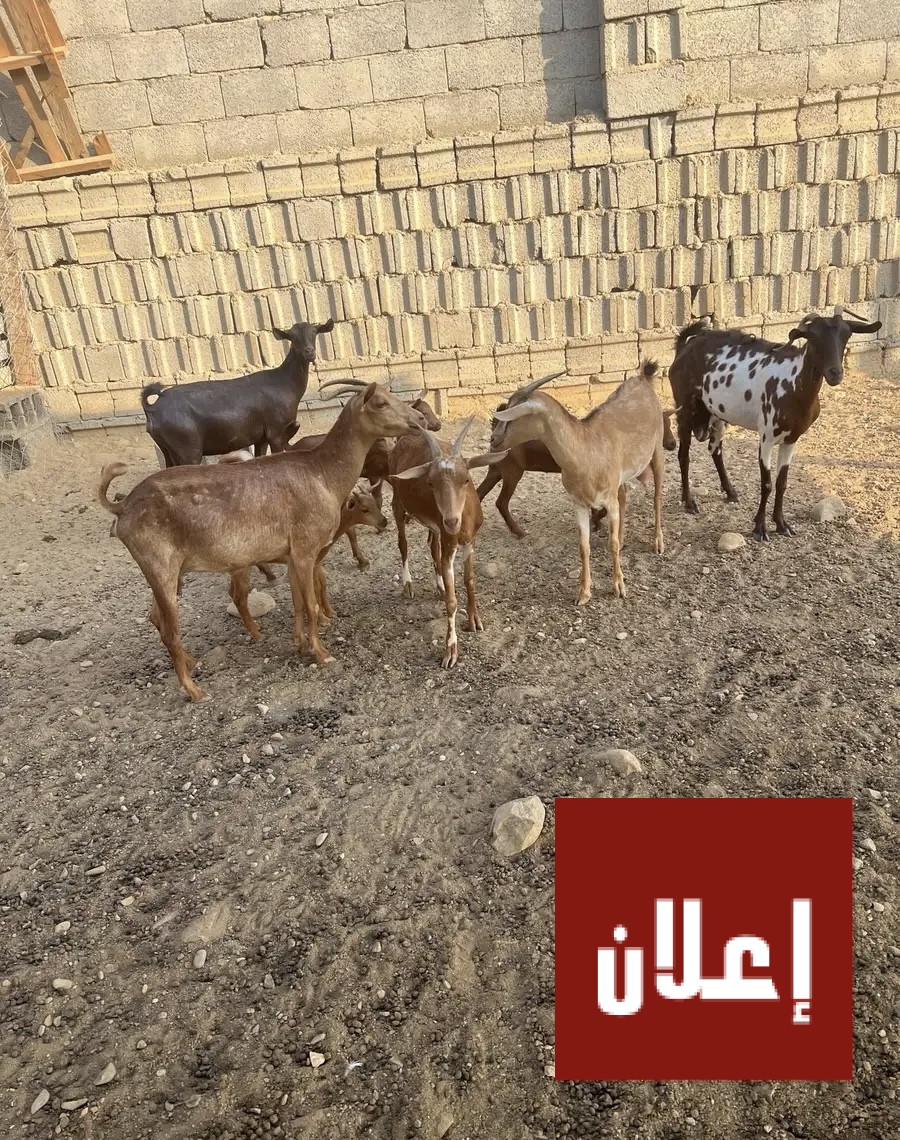 غنم ماعز مقاني دهم متابيع