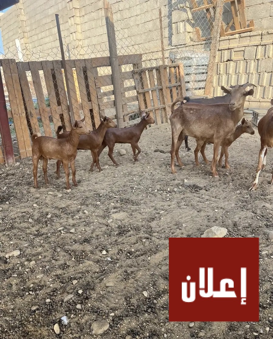 غنم ماعز مقاني دهم متابيع