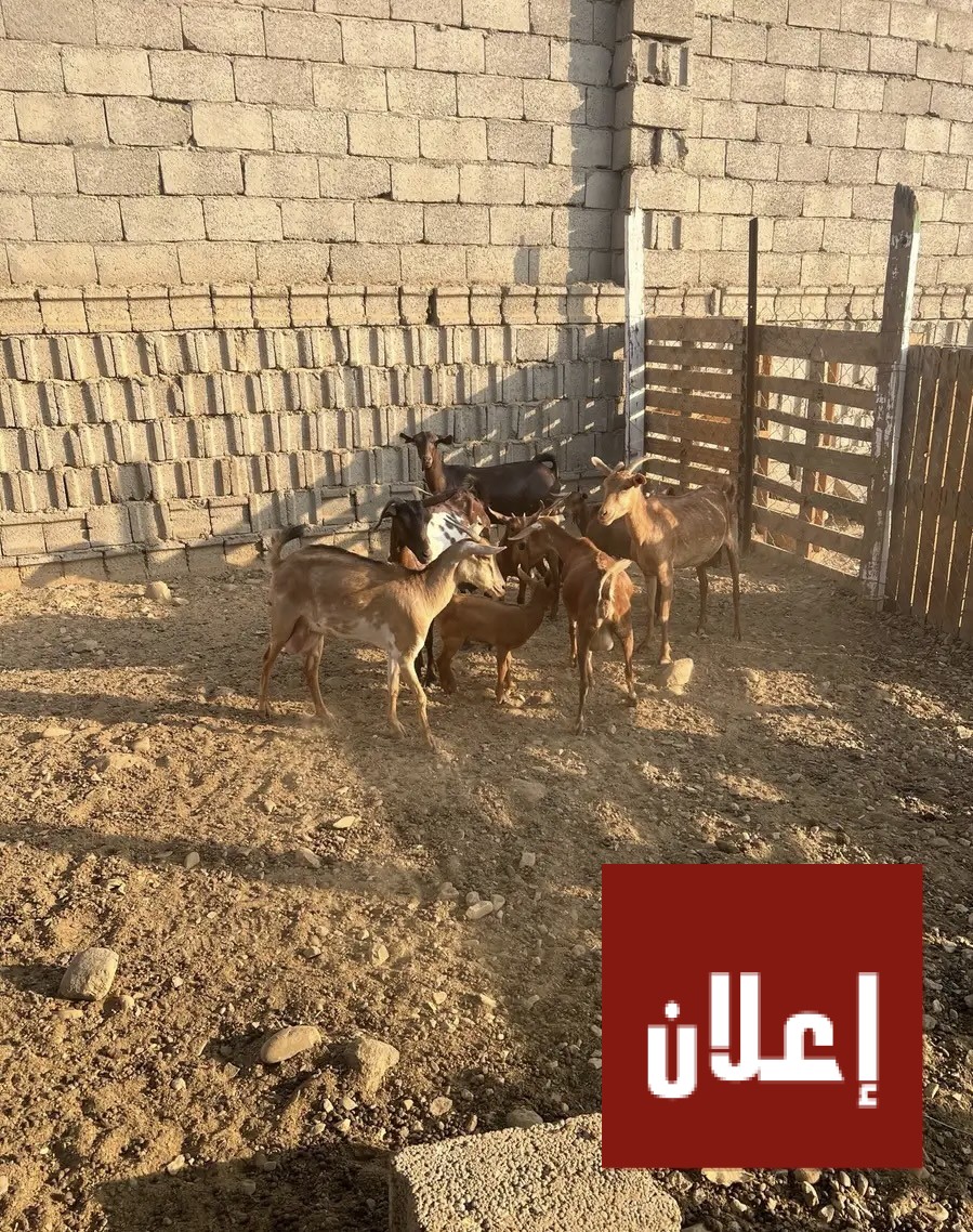 غنم ماعز مقاني دهم متابيع