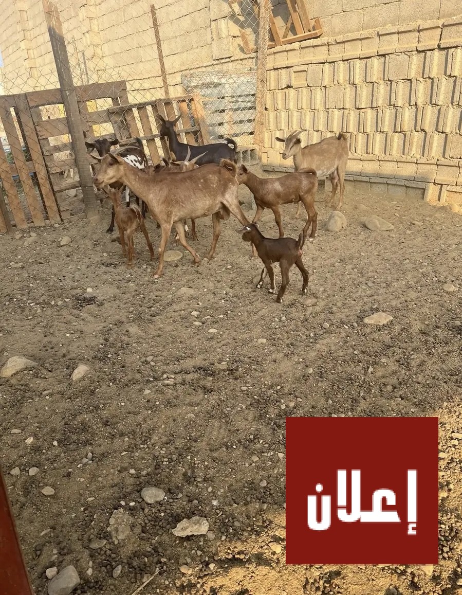 غنم ماعز مقاني دهم متابيع