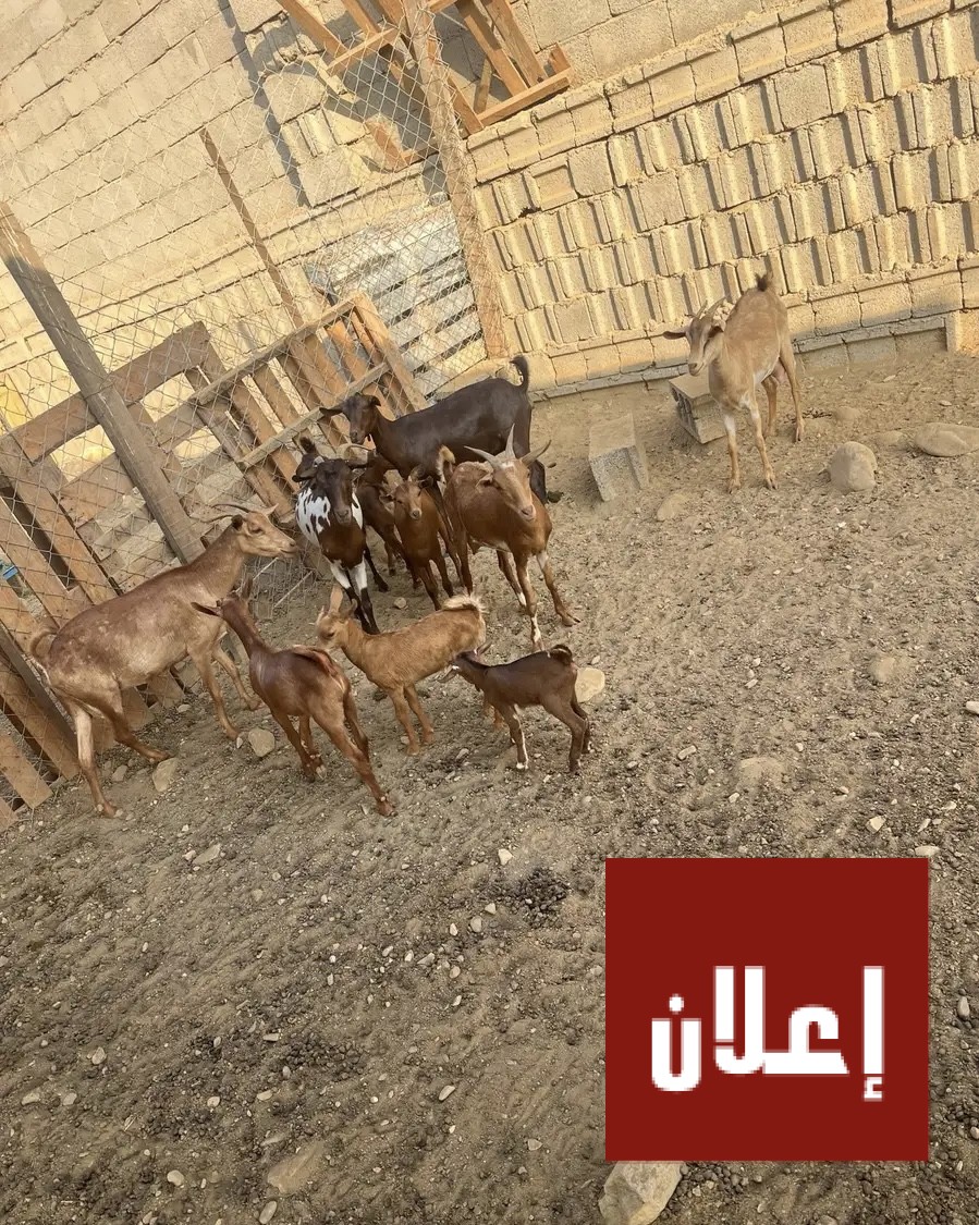 غنم ماعز مقاني دهم متابيع