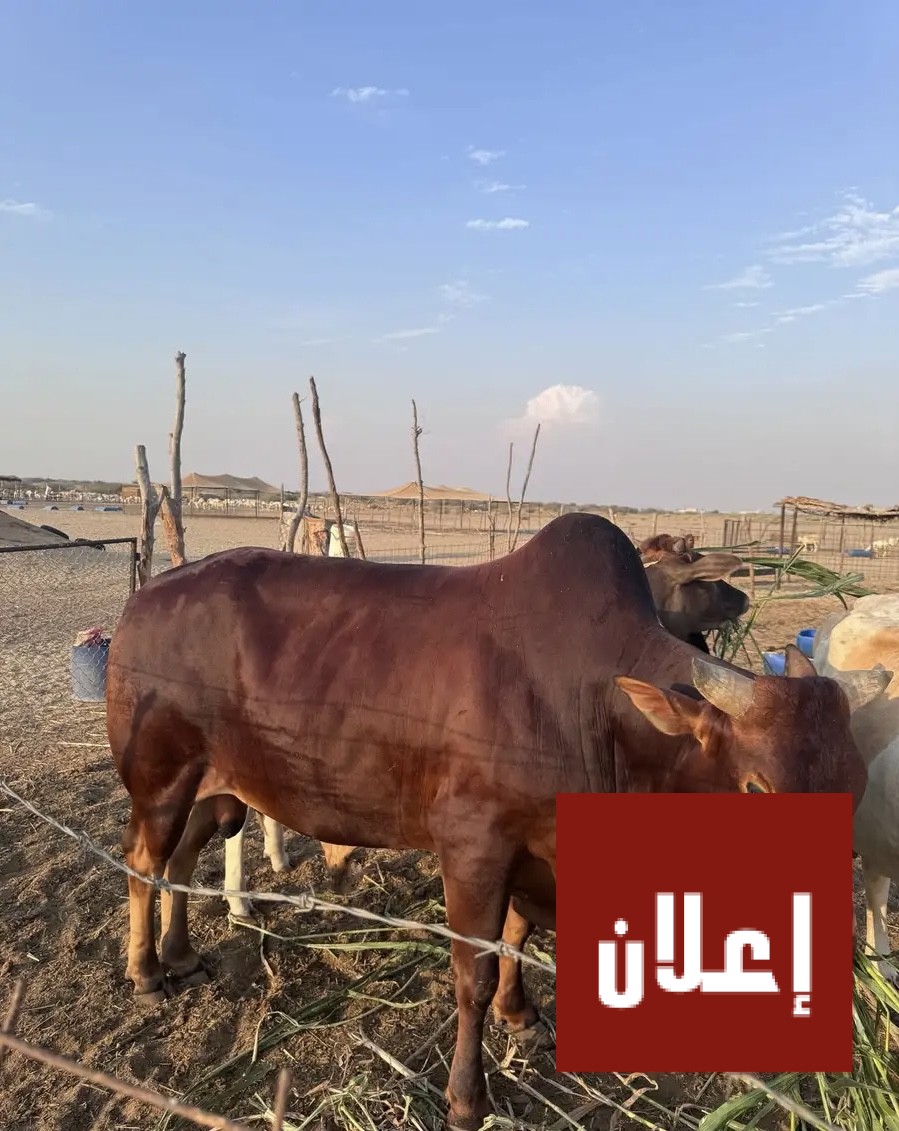ثور للبيع مشروط