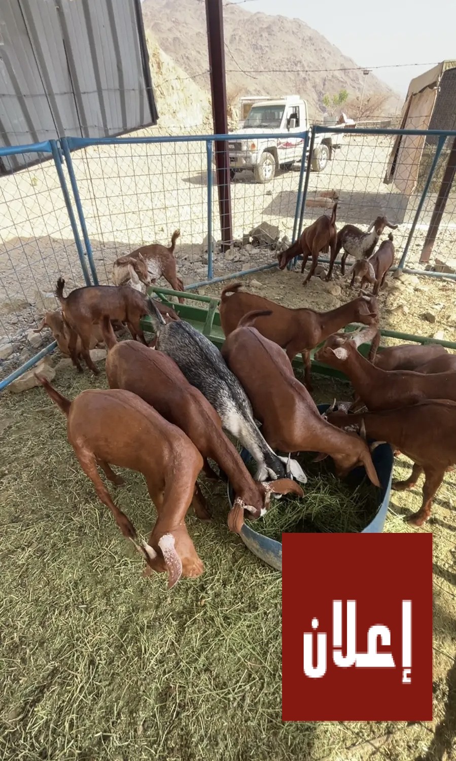 غنم دهم للبيع