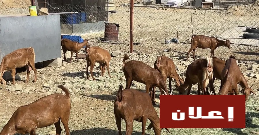 غنم دهم للبيع
