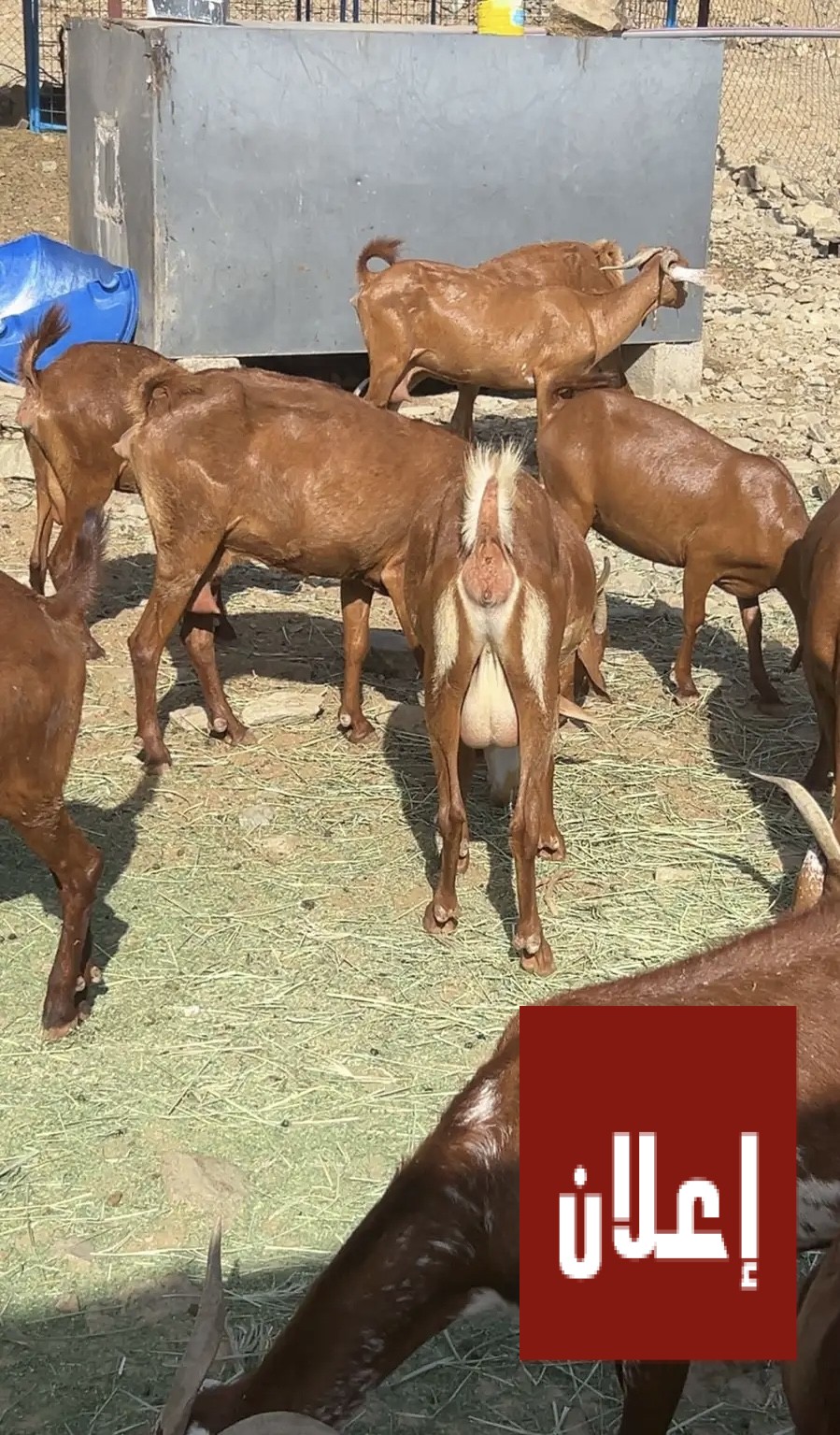 غنم دهم للبيع