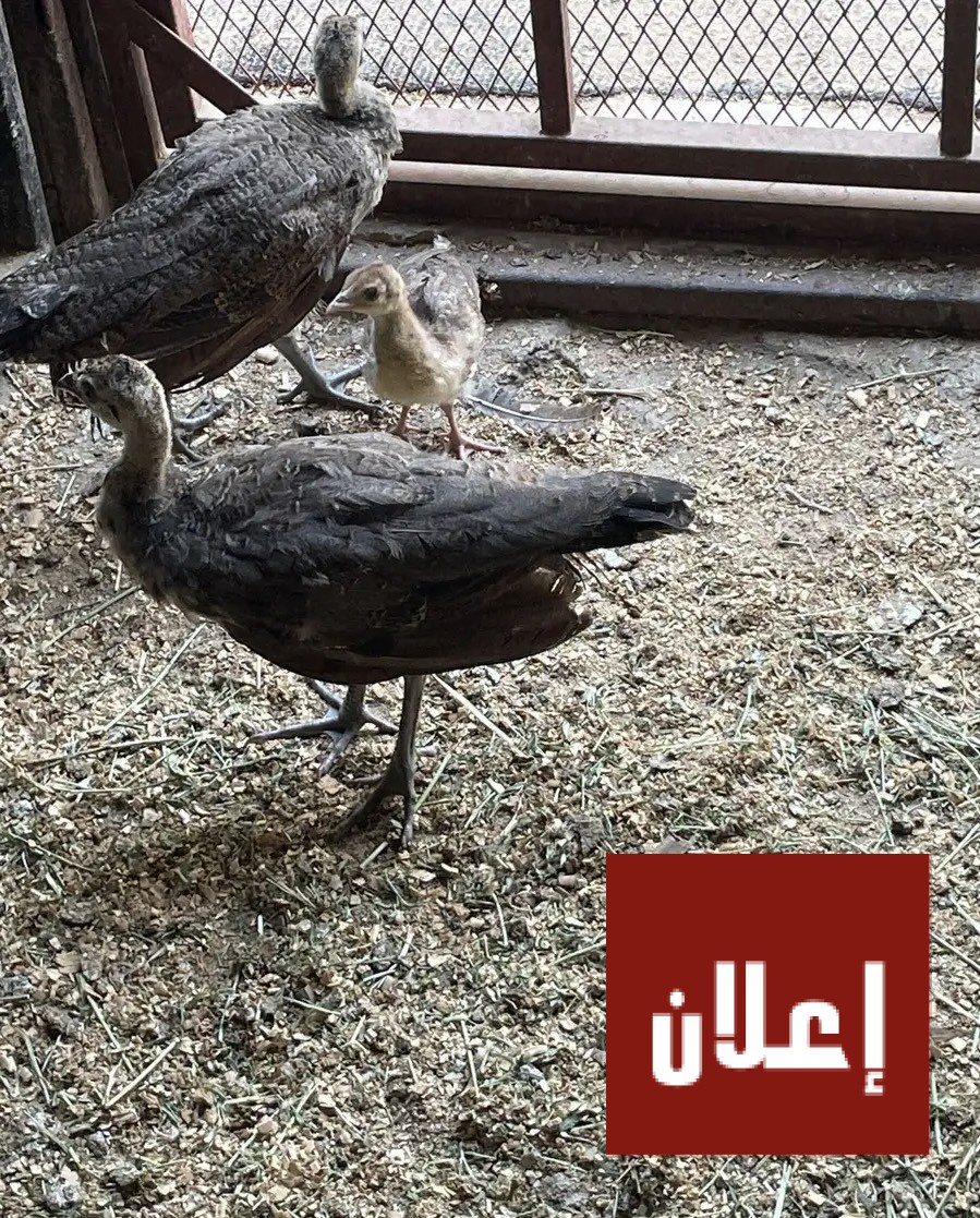 فروخ طاوس العدد 5