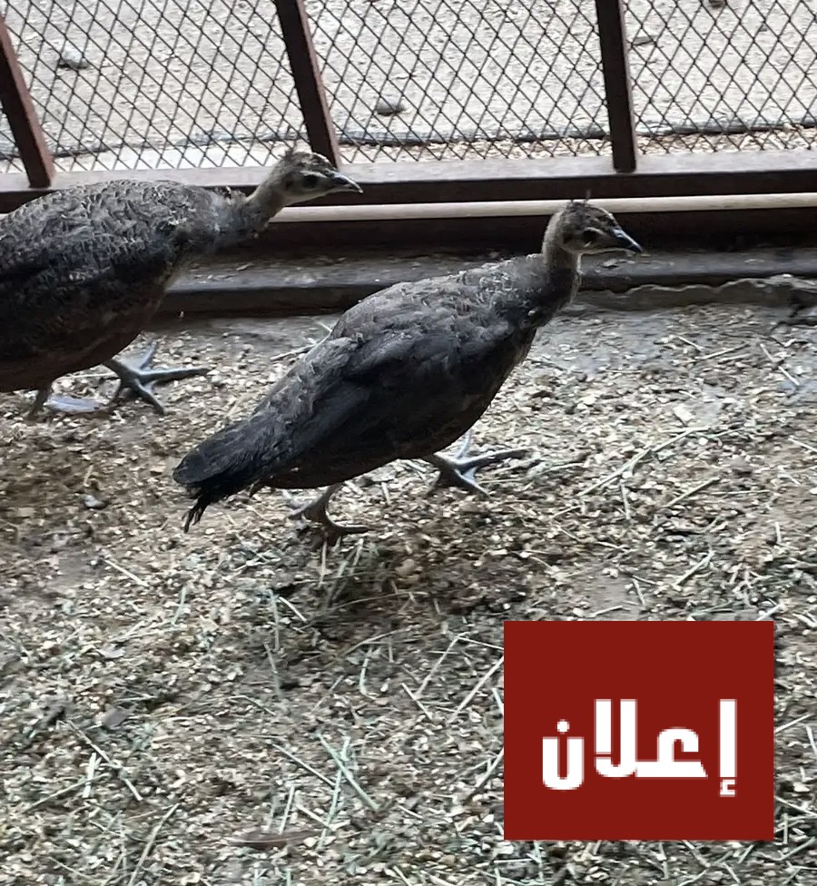 فروخ طاوس العدد 5