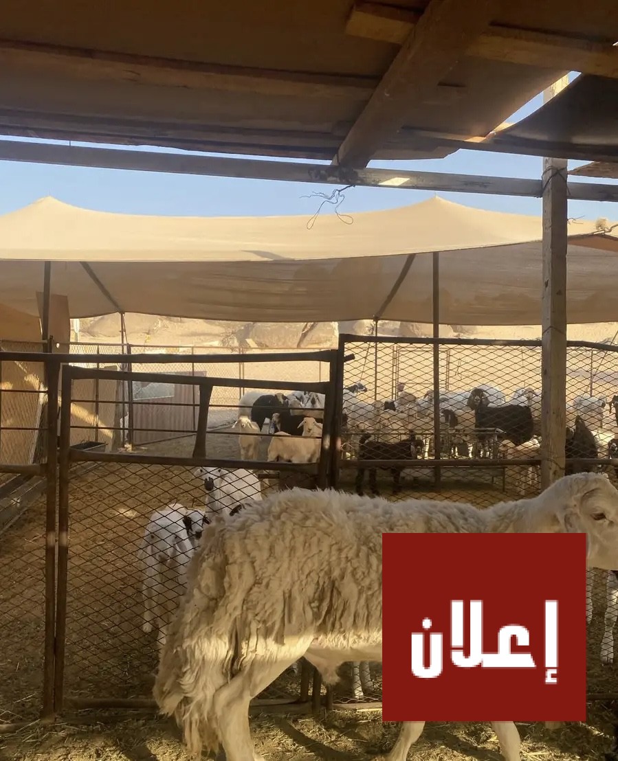 طلي فحل حري