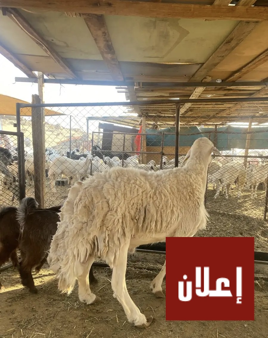 طلي فحل حري