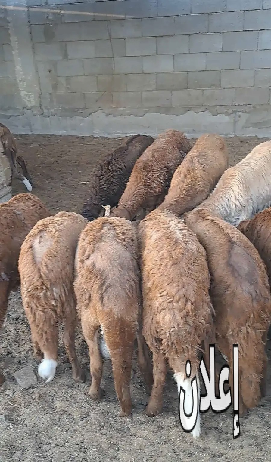 سواكني حمري تربيه