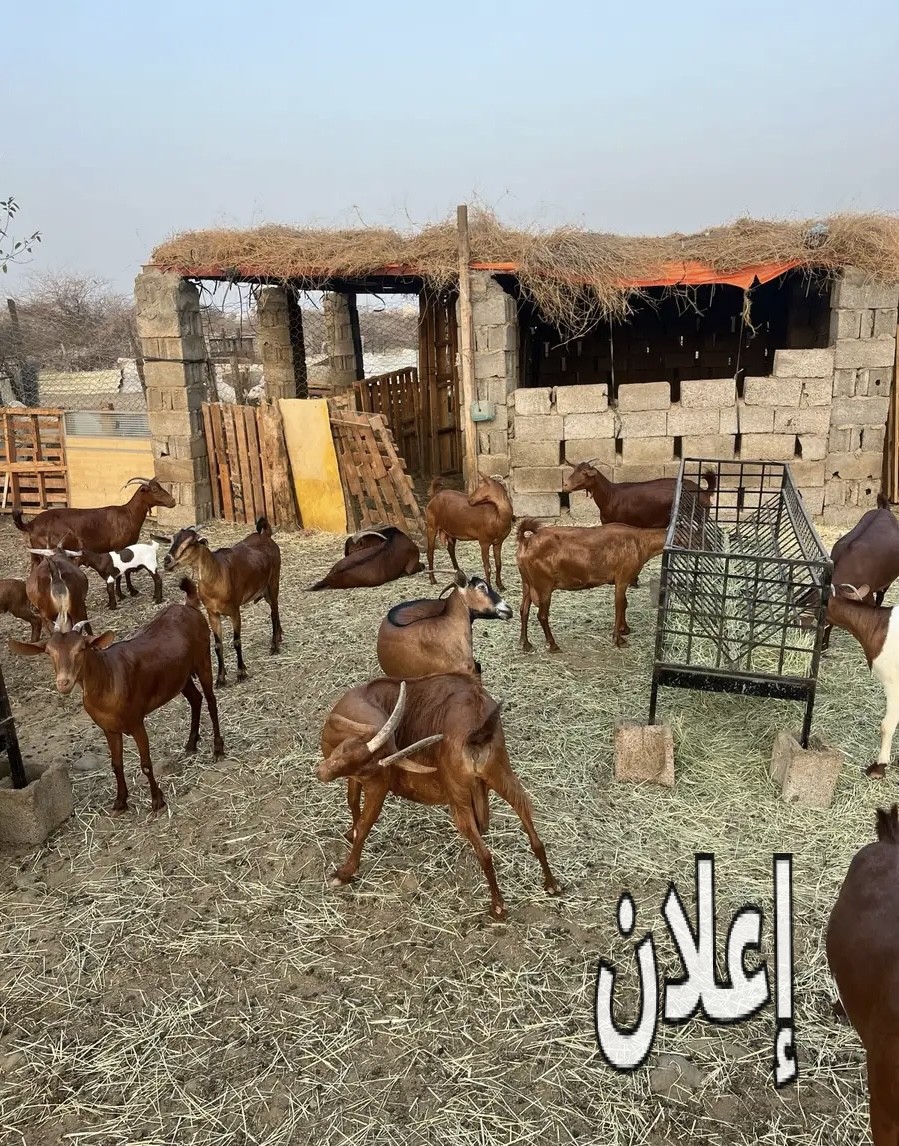 غنم دهم امهات