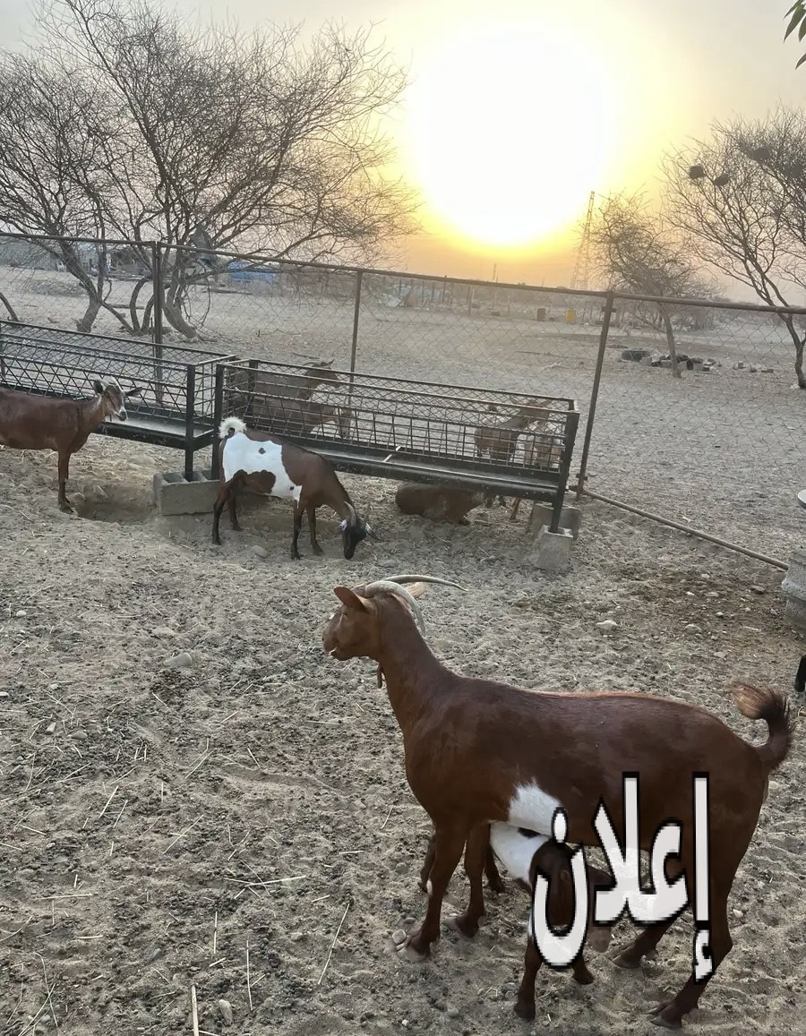 غنم دهم امهات