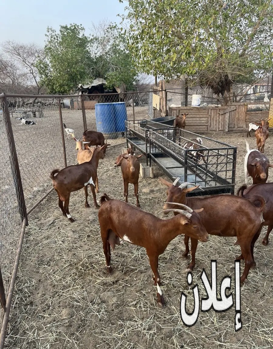 غنم دهم امهات