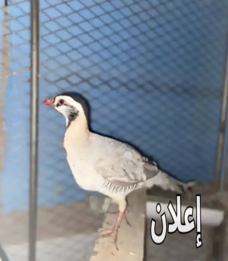 مطلوب بيض قهابا للبيع