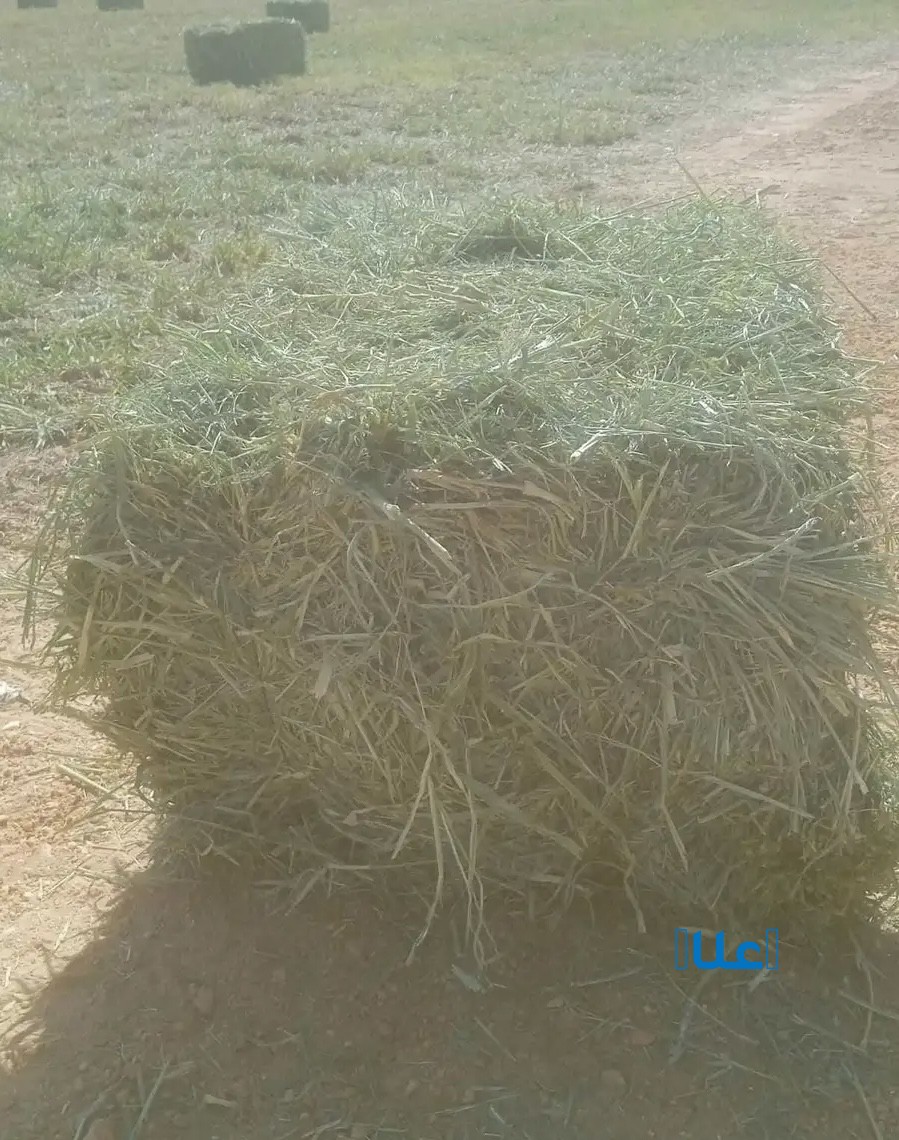 علف بلوبنك ناعم