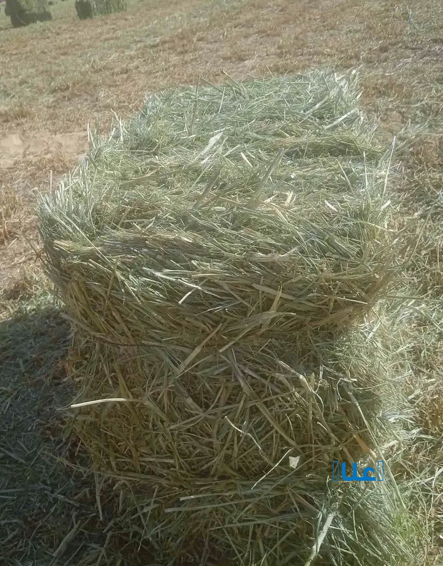 علف بلوبنك ناعم