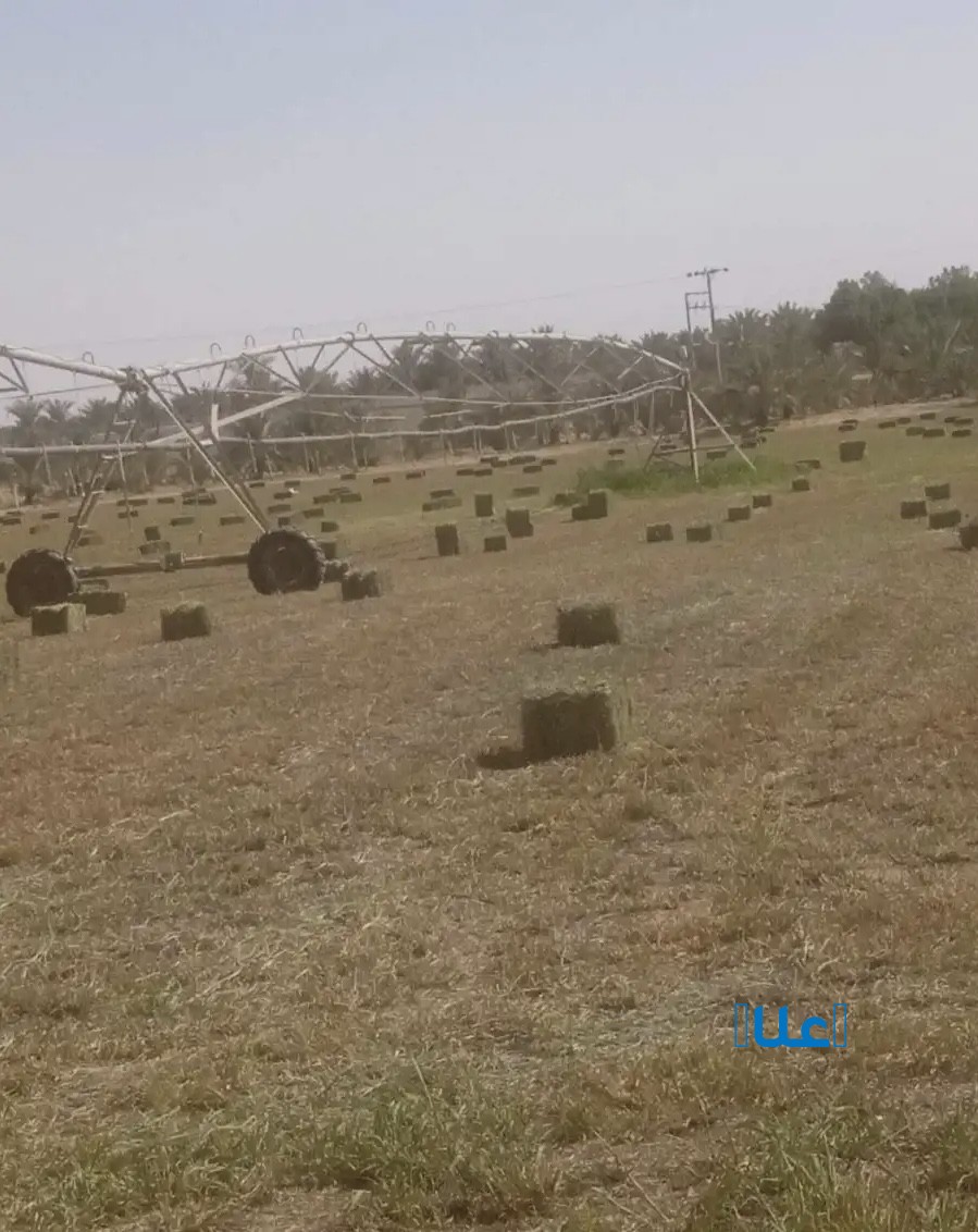 علف بلوبنك ناعم