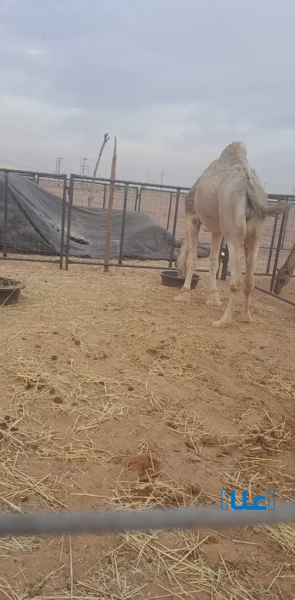 جمل فحل. اصله غير معروف