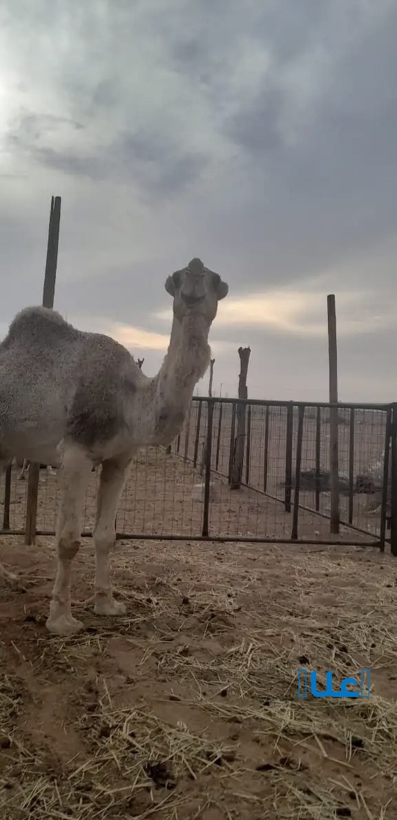 جمل فحل. اصله غير معروف