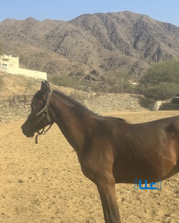 خيل
